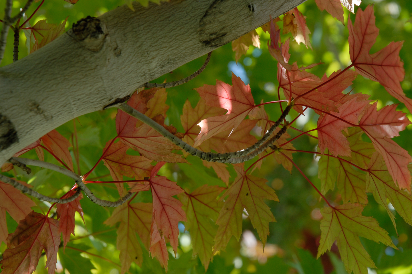 Red Maple
